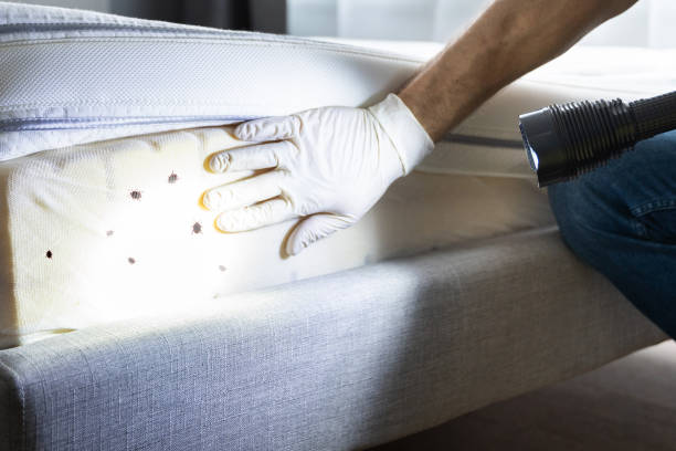 Best Bed Bug Extermination  in Lillian, AL