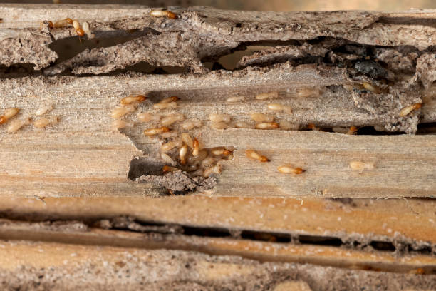 Best Pest Control for Restaurants  in Lillian, AL